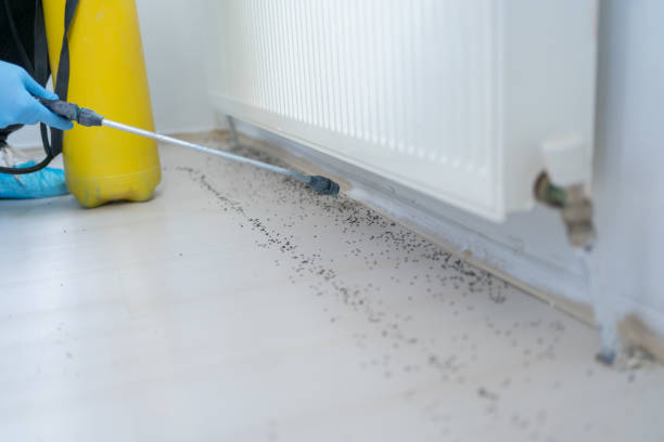 Best Pest Prevention Services  in Prosper, TX